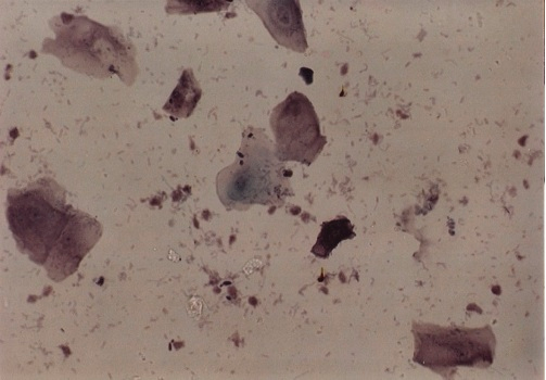 photomic2 image